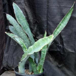 Sansevieria bhitalae (Bhitala 1000) 3-gallon pots