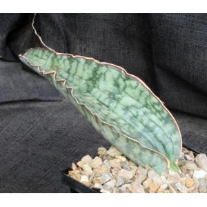 Sansevieria bhitalae cv Silver Blue 5-inch pots