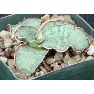 Sansevieria bhitalae cv Silver Blue 4-inch pots