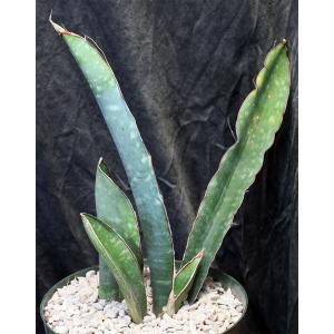 Sansevieria bhitalae cv Superclone (GC 81-071) 8-inch pots