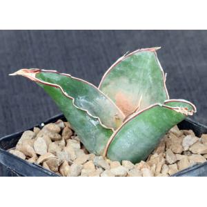 Sansevieria bhitalae cv Superclone (GC 81-071) 5-inch pots