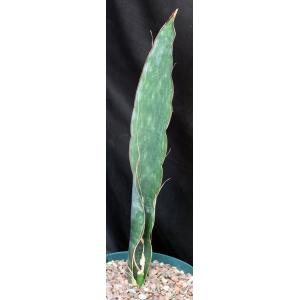 Sansevieria bhitalae cv Superclone (GC 81-071) 8-inch pots