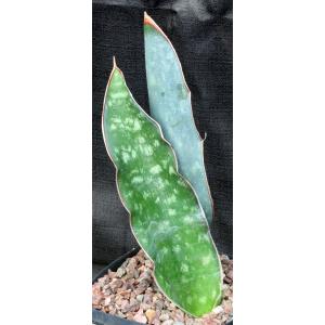 Sansevieria bhitalae cv Superclone (GC 81-071) one-gallon pots