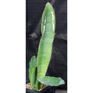 Sansevieria bhitalae one-gallon pots
