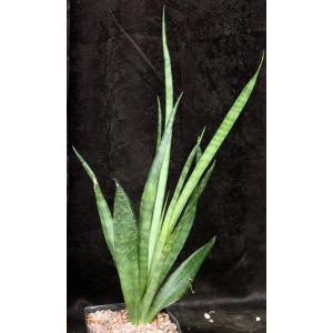 Sansevieria burmanica one-gallon pots
