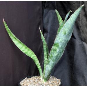 Sansevieria butleri (Wichale, Ethiopia) 2-gallon pots