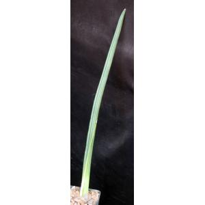 Sansevieria canaliculata 4-inch pots