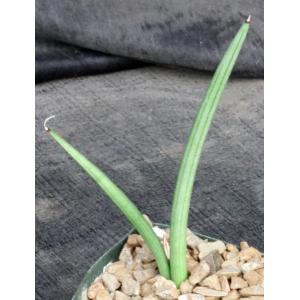 Sansevieria canaliculata (dwarf form) 4-inch pots