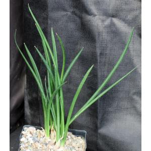 Sansevieria canaliculata (dwarf form) one-gallon pots