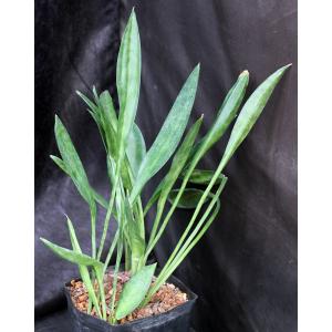 Sansevieria concinna (Lav 5933) one-gallon pots