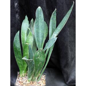 Sansevieria concinna (EVJ 33) one-gallon pots