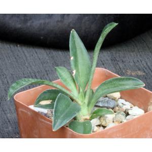 Sansevieria concinna (Lake Sibaya, South Africa) 4-inch pots
