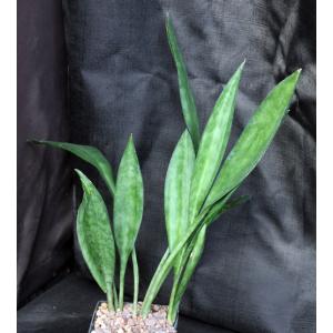 Sansevieria concinna (Lav 5933) 5-inch pots