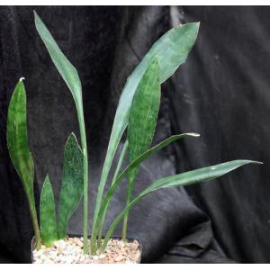 Sansevieria concinna (EVJ 22370) one-gallon pots