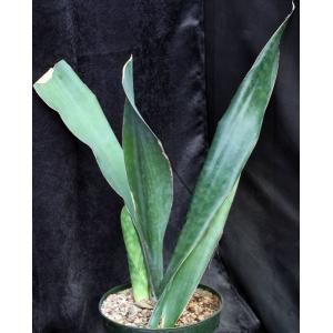 Sansevieria conspicua (WY 1032-2) 8-inch pots