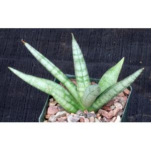 Sansevieria cv Boncel 4-inch pots
