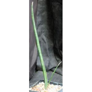 Sansevieria cv Midnight Star 5-inch pots
