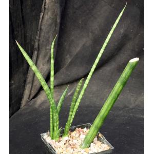 Sansevieria cylindrica cv Skyline (light clone) 5-inch pots