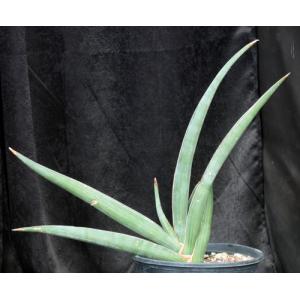 Sansevieria dhofarica 2-gallon pots