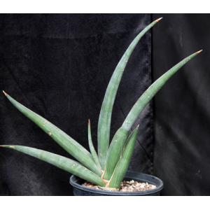 Sansevieria dhofarica 2-gallon pots