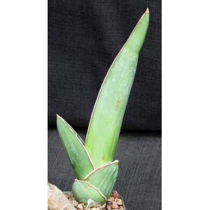 Sansevieria dhofarica 5-inch pots