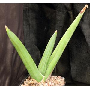 Sansevieria dhofarica one-gallon pots