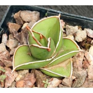 Sansevieria disticha (Lav 23154) 4-inch pots