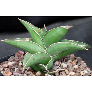 Sansevieria disticha (Lav 23154) one-gallon pots