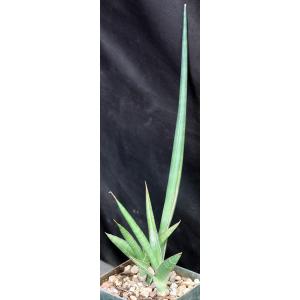 Sansevieria downsii (Downs 1775) 5-inch pots