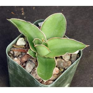 Sansevieria dumetescens (WY 1157) 2-inch pots