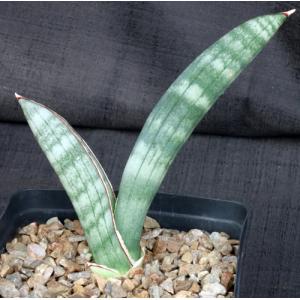 Sansevieria eilensis one-gallon pots