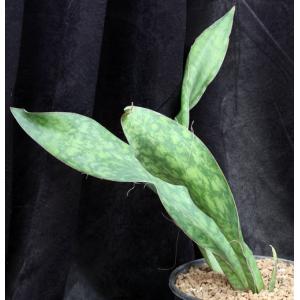 Sansevieria elliptica (Bhitala 1019) 2-gallon pots