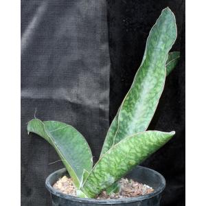 Sansevieria elliptica (Horwood 424) 2-gallon pots