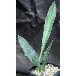 Sansevieria elliptica (Horwood 424) one-gallon pots