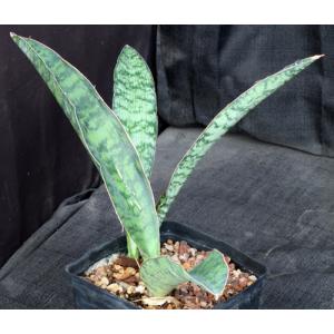 Sansevieria elliptica (Horwood 424) one-gallon pots