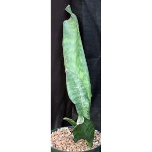 Sansevieria elliptica (Bhitala 1019) 8-inch pots