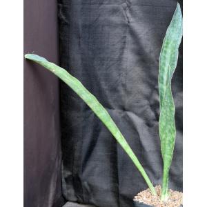 Sansevieria elliptica one-gallon pots