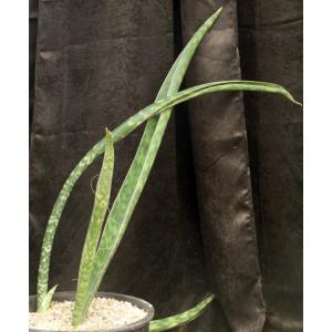 Sansevieria enchiridiofolia (WY 1056) 7-gallon pots