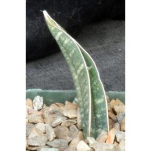 Sansevieria fischeri 4-inch pots