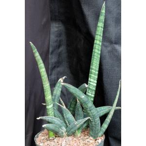 Sansevieria fischeri 8-inch pots