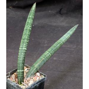 Sansevieria fischeri 4-inch pots