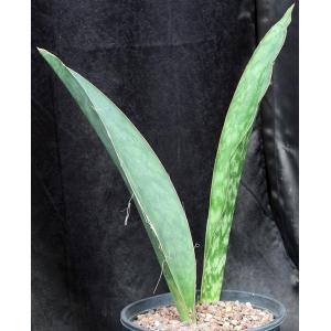 Sansevieria forestii (WY 1235) 3-gallon pots