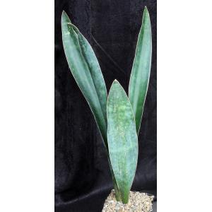 Sansevieria forskaliana (Yemen) one-gallon pots