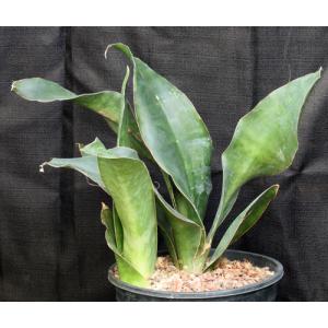Sansevieria frequens (WY 1146) 2-gallon pots