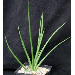 Sansevieria gracilis one-gallon pots