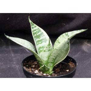 Sansevieria trifasciata var. hahnii cv Silver Star 4-inch pots