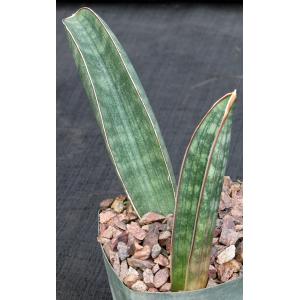 Sansevieria hallii 5-inch pots