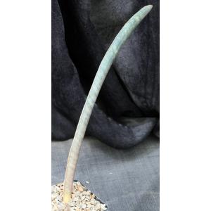 Sansevieria hallii cv Pink Bat 5-inch pots