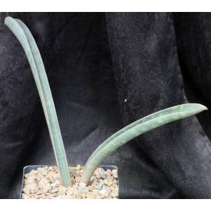 Sansevieria hallii cv Pink Bat one-gallon pots