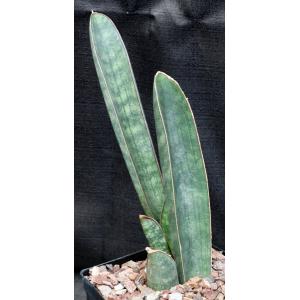 Sansevieria hallii one-gallon pots